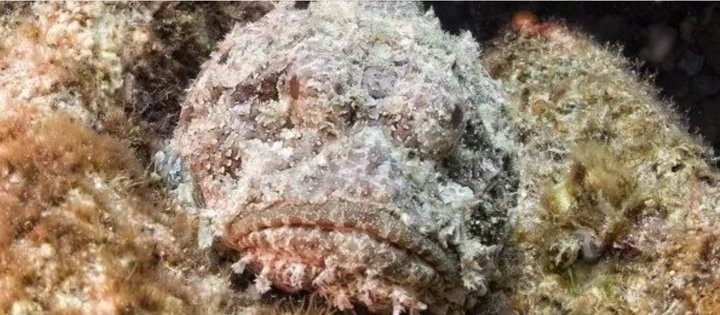 世界上最危險的魚【世界上最危險的魚——非洲虎魚】