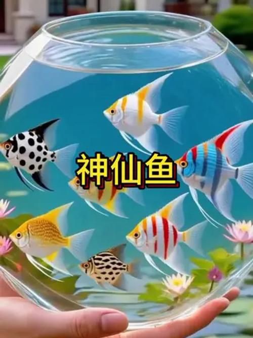 秘魯燕魚圖片【神仙魚的分類終結】