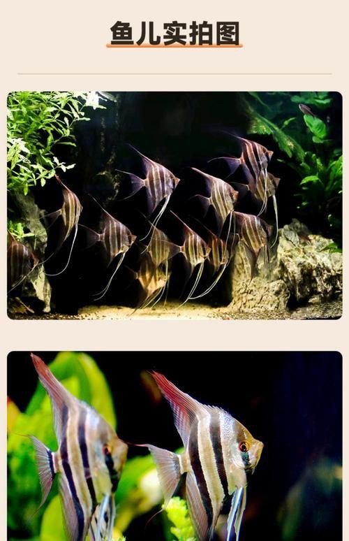 秘魯燕魚圖片【神仙魚的分類終結】