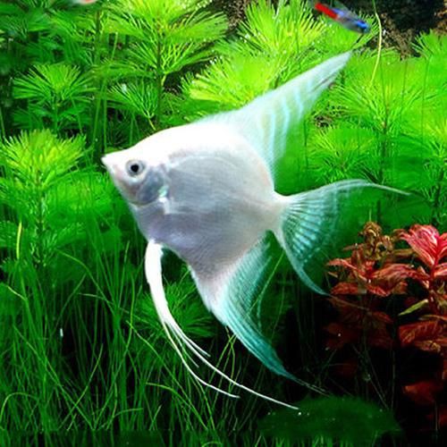 秘魯燕魚圖片【神仙魚的分類終結】
