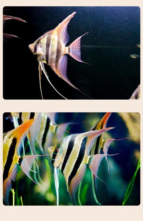 秘魯燕魚圖片【神仙魚的分類終結】