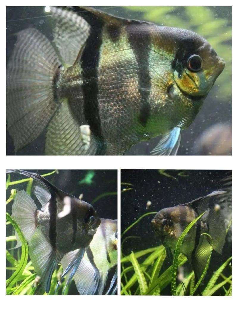秘魯燕魚圖片【神仙魚的分類終結】