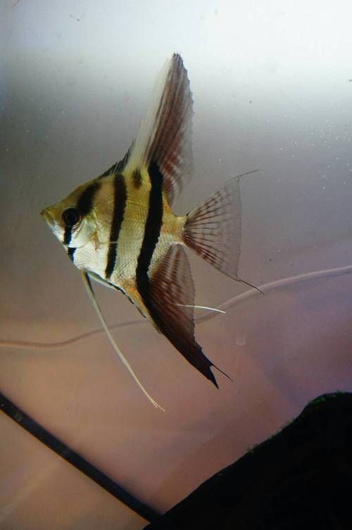 秘魯燕魚圖片【神仙魚的分類終結】