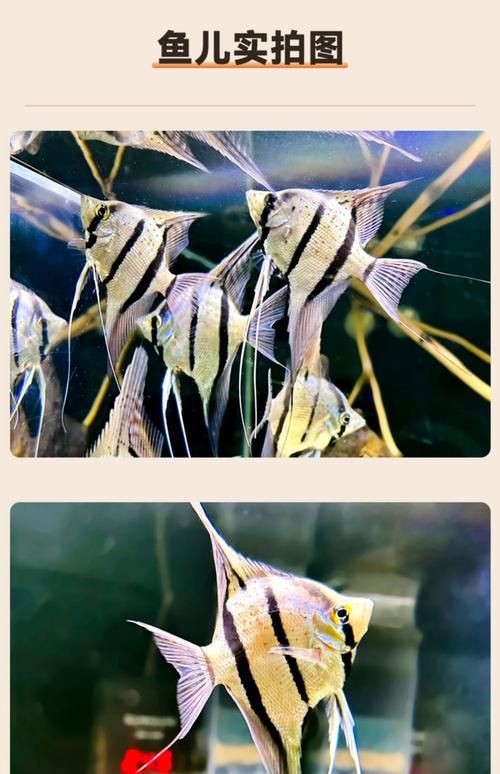 秘魯燕魚圖片【神仙魚的分類終結】