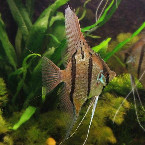 秘魯燕魚圖片【神仙魚的分類終結】