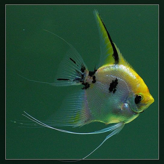 秘魯燕魚圖片【神仙魚的分類終結】