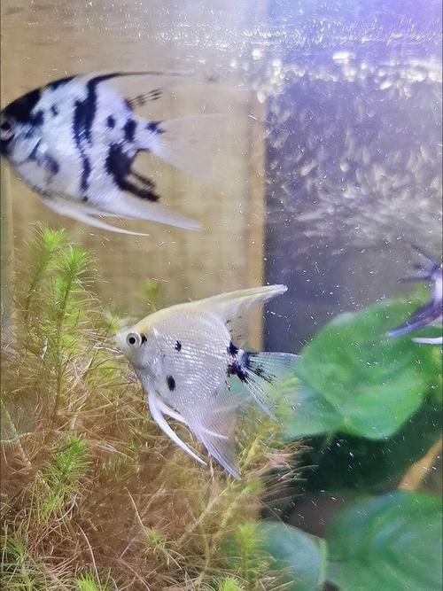 秘魯燕魚圖片【神仙魚的分類終結】