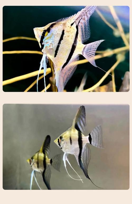 秘魯燕魚圖片【神仙魚的分類終結】