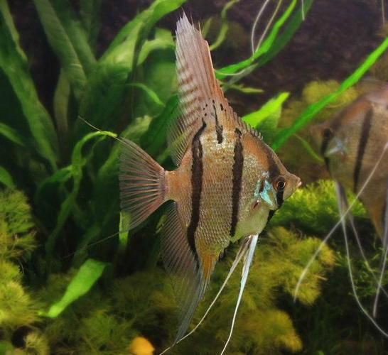 秘魯燕魚圖片【神仙魚的分類終結】