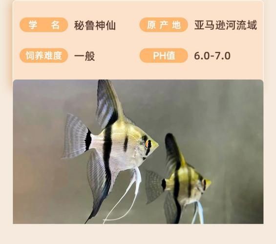 秘魯燕魚圖片【神仙魚的分類終結】