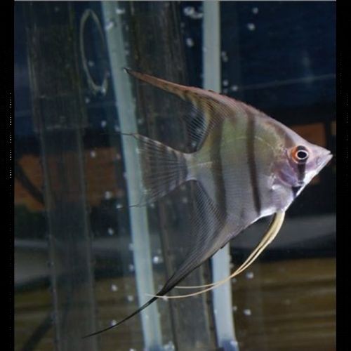秘魯燕魚圖片【神仙魚的分類終結】