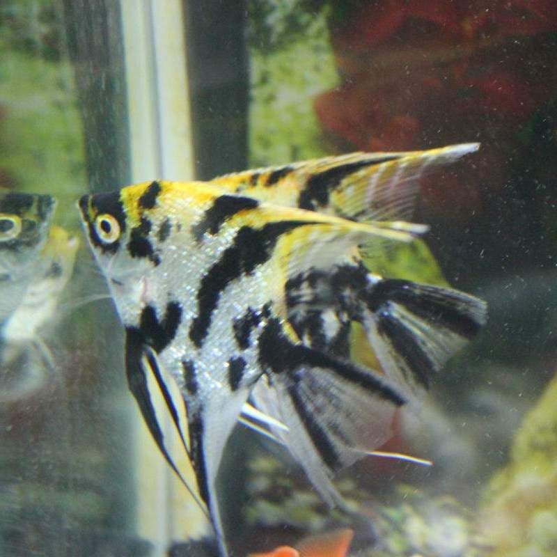 秘魯燕魚圖片【神仙魚的分類終結】