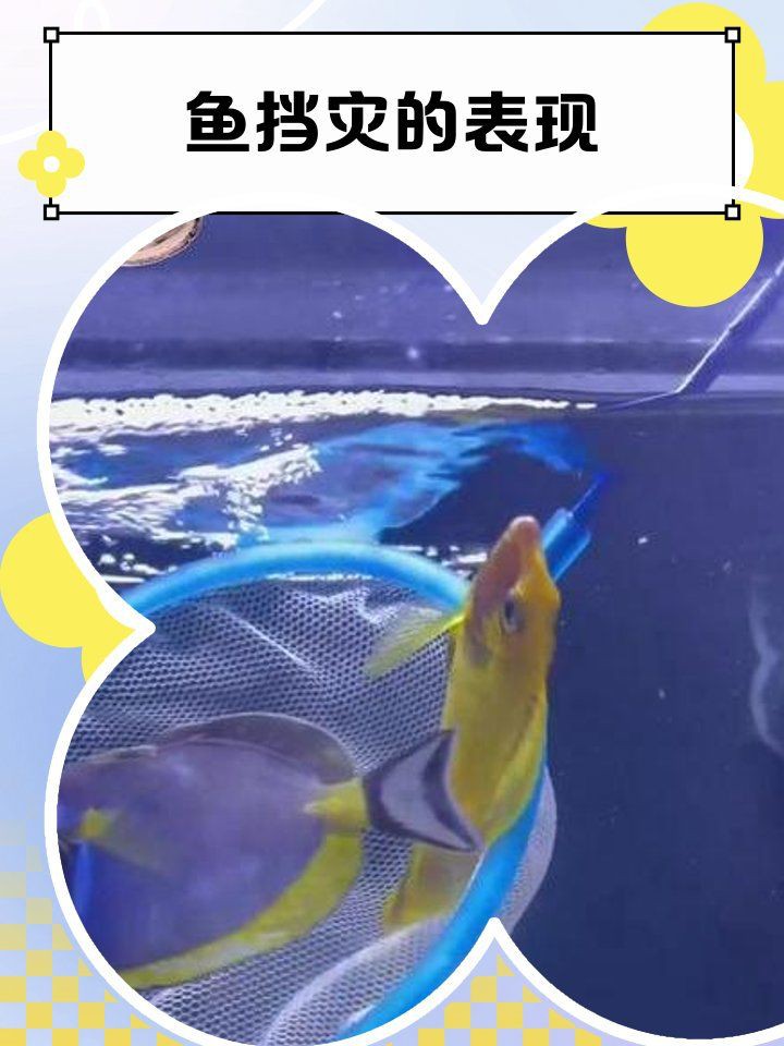 魚擋災的表現【《魚擋災的表現》】 魚擋災的表現【《魚擋災的表現》】 龍魚百科 第4張