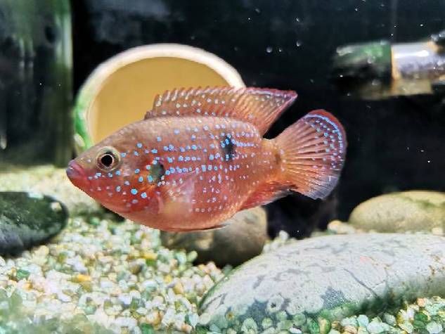 紅寶石公母對(duì)照?qǐng)D【關(guān)于紅寶石魚公母區(qū)分的詳細(xì)對(duì)照指南，助力飼養(yǎng)者精準(zhǔn)判斷】 紅寶石公母對(duì)照?qǐng)D【關(guān)于紅寶石魚公母區(qū)分的詳細(xì)對(duì)照指南，助力飼養(yǎng)者精準(zhǔn)判斷】 龍魚論壇 第21張