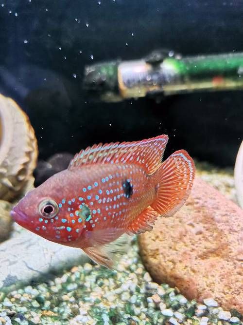 紅寶石公母對(duì)照?qǐng)D【關(guān)于紅寶石魚公母區(qū)分的詳細(xì)對(duì)照指南，助力飼養(yǎng)者精準(zhǔn)判斷】 紅寶石公母對(duì)照?qǐng)D【關(guān)于紅寶石魚公母區(qū)分的詳細(xì)對(duì)照指南，助力飼養(yǎng)者精準(zhǔn)判斷】 龍魚論壇 第18張