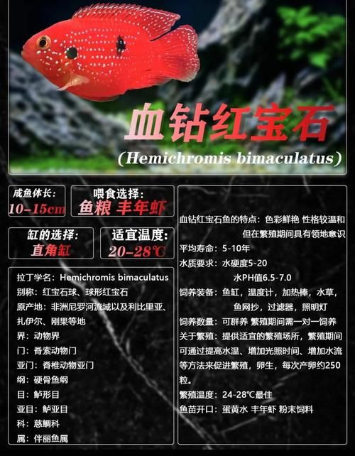 紅寶石公母對(duì)照?qǐng)D【關(guān)于紅寶石魚公母區(qū)分的詳細(xì)對(duì)照指南，助力飼養(yǎng)者精準(zhǔn)判斷】 紅寶石公母對(duì)照?qǐng)D【關(guān)于紅寶石魚公母區(qū)分的詳細(xì)對(duì)照指南，助力飼養(yǎng)者精準(zhǔn)判斷】 龍魚論壇 第23張