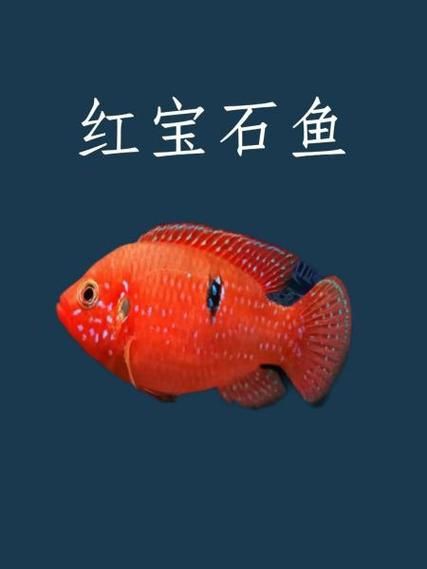 紅寶石公母對(duì)照?qǐng)D【關(guān)于紅寶石魚公母區(qū)分的詳細(xì)對(duì)照指南，助力飼養(yǎng)者精準(zhǔn)判斷】 紅寶石公母對(duì)照?qǐng)D【關(guān)于紅寶石魚公母區(qū)分的詳細(xì)對(duì)照指南，助力飼養(yǎng)者精準(zhǔn)判斷】 龍魚論壇 第17張