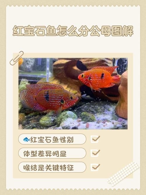 紅寶石公母對(duì)照?qǐng)D【關(guān)于紅寶石魚公母區(qū)分的詳細(xì)對(duì)照指南，助力飼養(yǎng)者精準(zhǔn)判斷】 紅寶石公母對(duì)照?qǐng)D【關(guān)于紅寶石魚公母區(qū)分的詳細(xì)對(duì)照指南，助力飼養(yǎng)者精準(zhǔn)判斷】 龍魚論壇 第2張