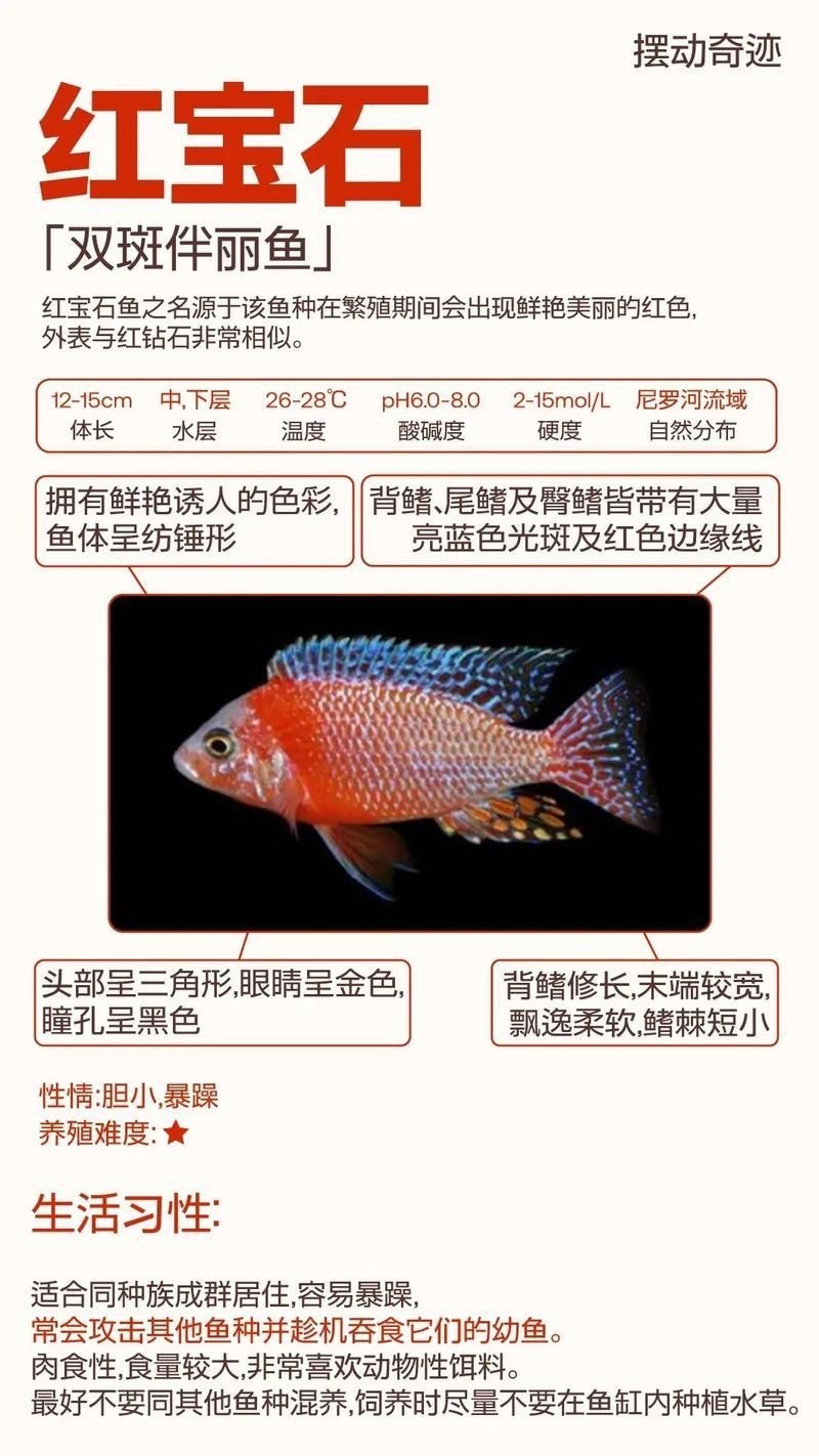 紅寶石公母對(duì)照?qǐng)D【關(guān)于紅寶石魚公母區(qū)分的詳細(xì)對(duì)照指南，助力飼養(yǎng)者精準(zhǔn)判斷】 紅寶石公母對(duì)照?qǐng)D【關(guān)于紅寶石魚公母區(qū)分的詳細(xì)對(duì)照指南，助力飼養(yǎng)者精準(zhǔn)判斷】 龍魚論壇 第8張