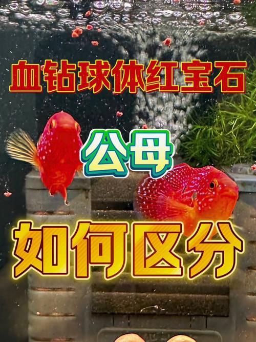 紅寶石公母對(duì)照?qǐng)D【關(guān)于紅寶石魚公母區(qū)分的詳細(xì)對(duì)照指南，助力飼養(yǎng)者精準(zhǔn)判斷】 紅寶石公母對(duì)照?qǐng)D【關(guān)于紅寶石魚公母區(qū)分的詳細(xì)對(duì)照指南，助力飼養(yǎng)者精準(zhǔn)判斷】 龍魚論壇 第1張