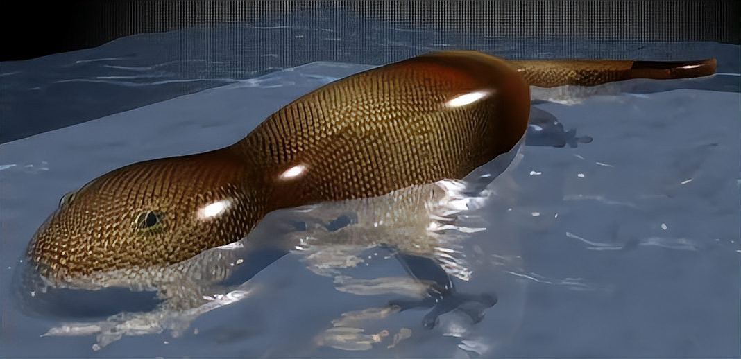 丘北龍魚(yú)店【丘北縣有賣(mài)龍魚(yú)的嗎】 丘北龍魚(yú)店【丘北縣有賣(mài)龍魚(yú)的嗎】 全國(guó)水族館企業(yè)名錄