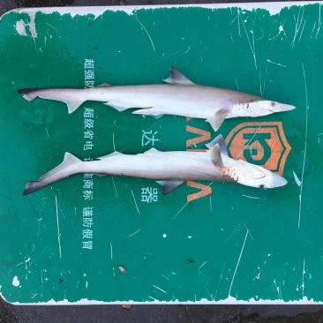 球鯊魚多少錢一條【鯊魚交易背后的生態警示——】