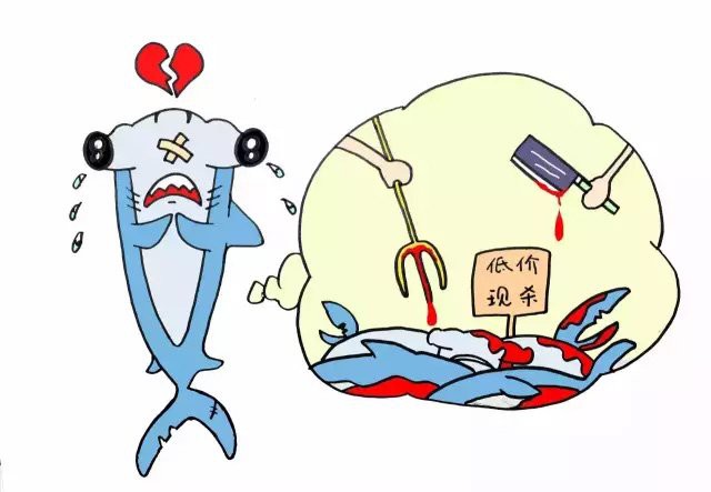 球鯊魚多少錢一條【鯊魚交易背后的生態警示——】