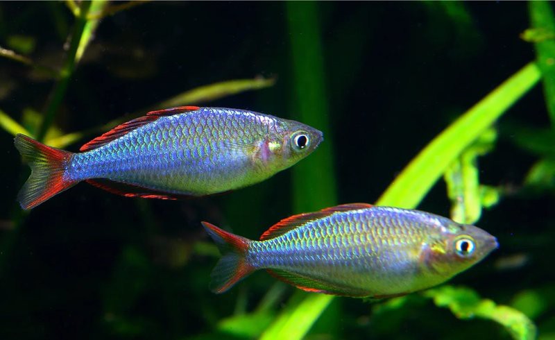 電光美人魚能長到幾厘米【電光美人魚的觀賞價值與體型密切相關但非普遍現象】
