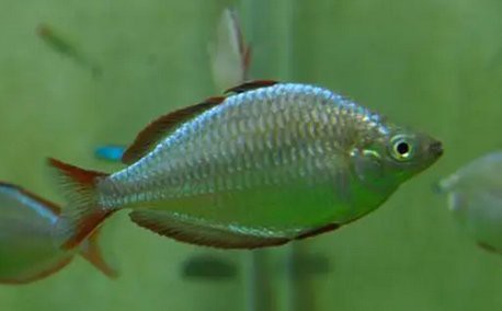 電光美人魚能長到幾厘米【電光美人魚的觀賞價值與體型密切相關但非普遍現象】