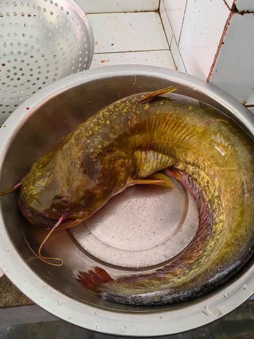 推薦一些高清的年魚圖片【高清年魚圖片大全覓知網(wǎng)被“誤解”最多的魚5元一斤少有人買】