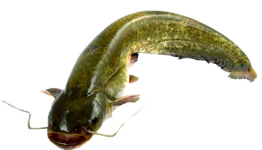 推薦一些高清的年魚圖片【高清年魚圖片大全覓知網(wǎng)被“誤解”最多的魚5元一斤少有人買】