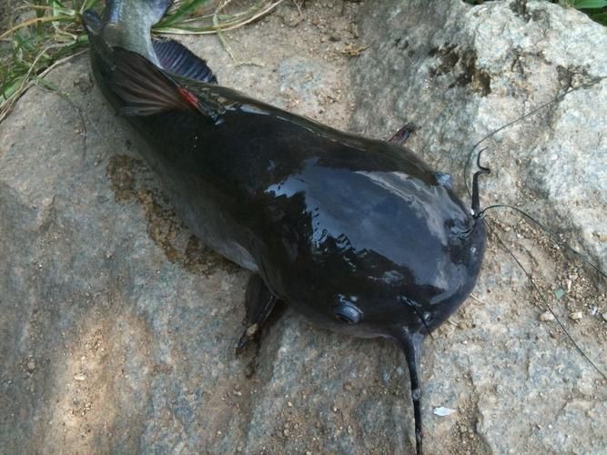 推薦一些高清的年魚圖片【高清年魚圖片大全覓知網(wǎng)被“誤解”最多的魚5元一斤少有人買】