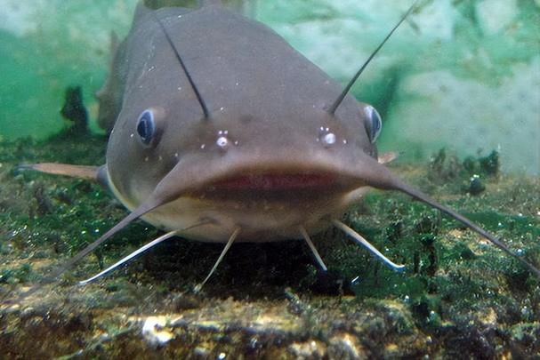 推薦一些高清的年魚圖片【高清年魚圖片大全覓知網(wǎng)被“誤解”最多的魚5元一斤少有人買】
