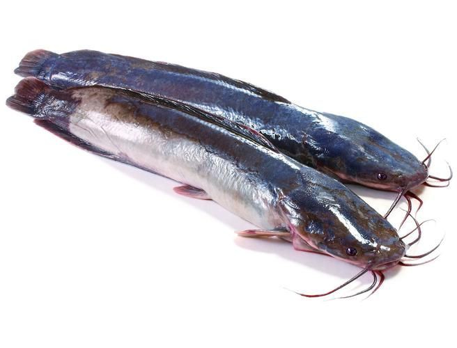 推薦一些高清的年魚圖片【高清年魚圖片大全覓知網(wǎng)被“誤解”最多的魚5元一斤少有人買】