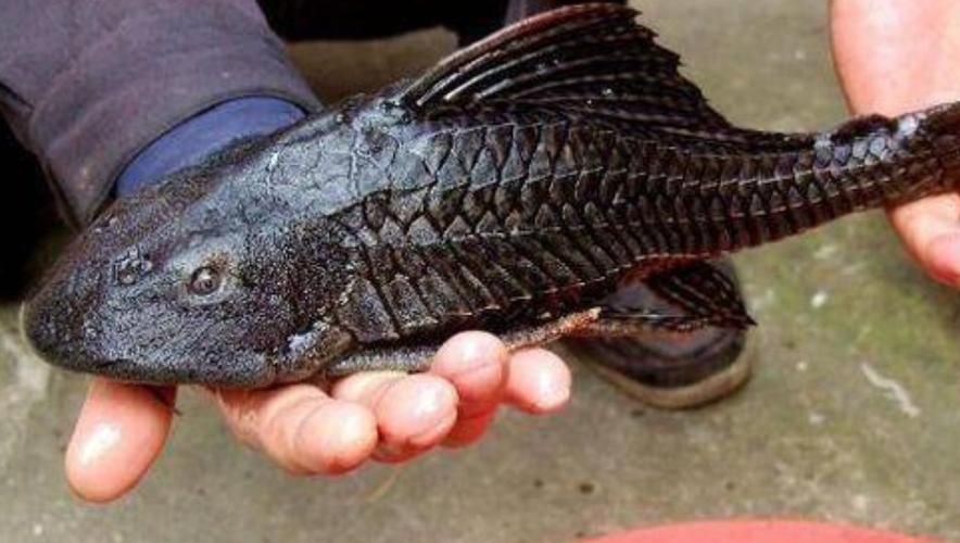 推薦一些高清的年魚圖片【高清年魚圖片大全覓知網(wǎng)被“誤解”最多的魚5元一斤少有人買】