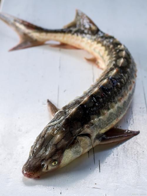 推薦一些高清的年魚圖片【高清年魚圖片大全覓知網(wǎng)被“誤解”最多的魚5元一斤少有人買】
