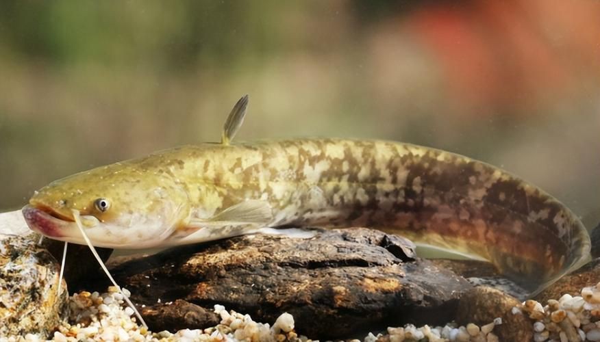 推薦一些高清的年魚圖片【高清年魚圖片大全覓知網(wǎng)被“誤解”最多的魚5元一斤少有人買】