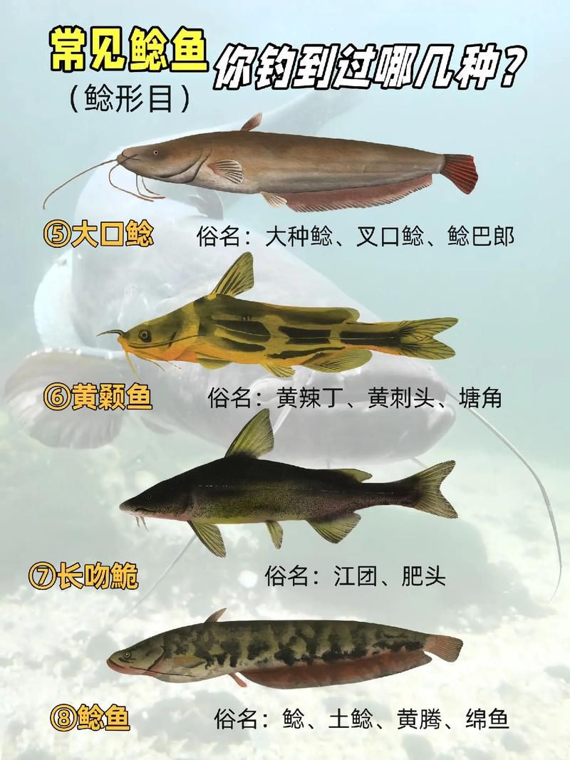 推薦一些高清的年魚圖片【高清年魚圖片大全覓知網(wǎng)被“誤解”最多的魚5元一斤少有人買】