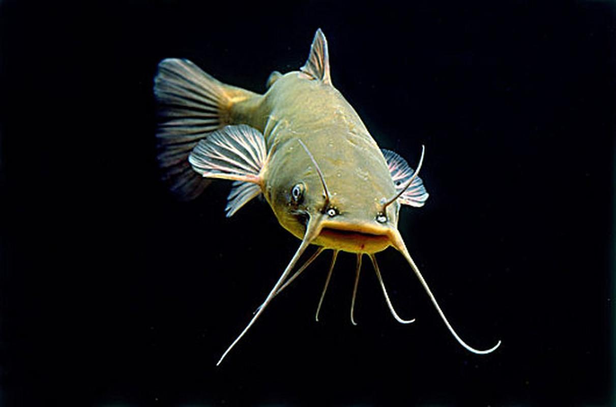 推薦一些高清的年魚圖片【高清年魚圖片大全覓知網(wǎng)被“誤解”最多的魚5元一斤少有人買】