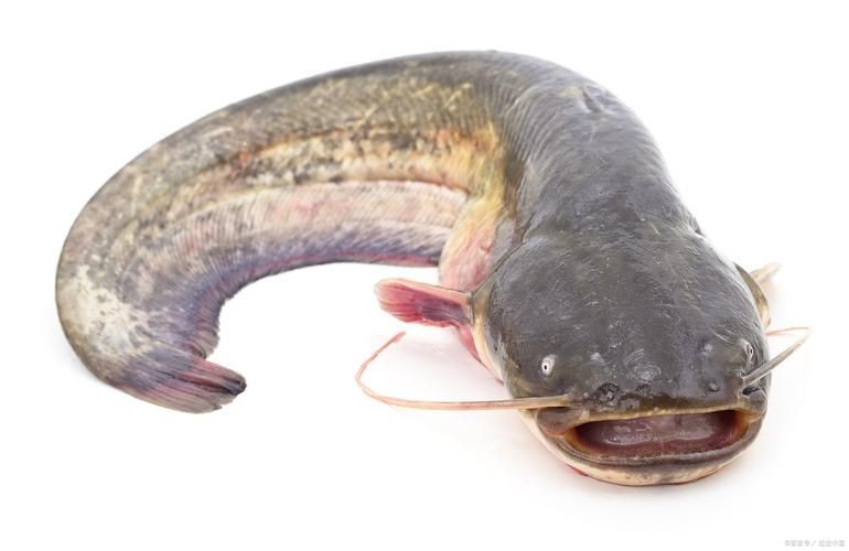推薦一些高清的年魚圖片【高清年魚圖片大全覓知網(wǎng)被“誤解”最多的魚5元一斤少有人買】