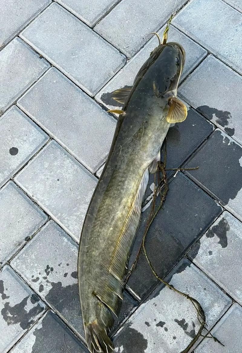 推薦一些高清的年魚圖片【高清年魚圖片大全覓知網(wǎng)被“誤解”最多的魚5元一斤少有人買】