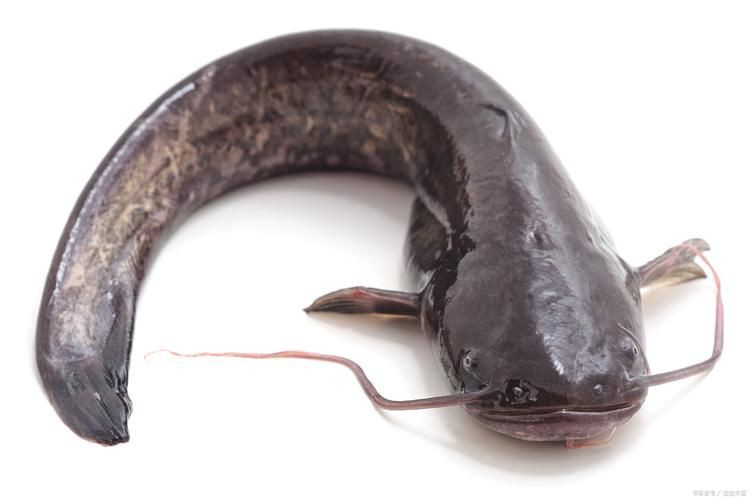 推薦一些高清的年魚圖片【高清年魚圖片大全覓知網(wǎng)被“誤解”最多的魚5元一斤少有人買】