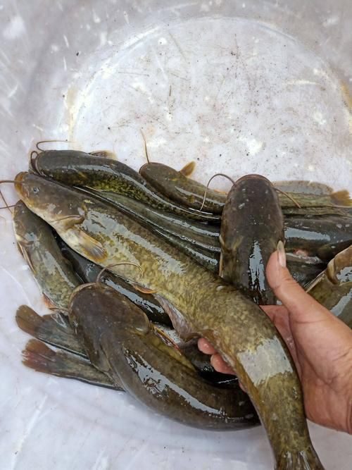 推薦一些高清的年魚圖片【高清年魚圖片大全覓知網(wǎng)被“誤解”最多的魚5元一斤少有人買】