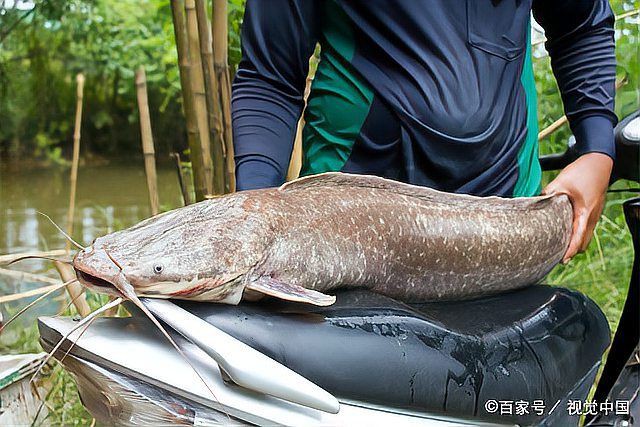 推薦一些高清的年魚圖片【高清年魚圖片大全覓知網(wǎng)被“誤解”最多的魚5元一斤少有人買】
