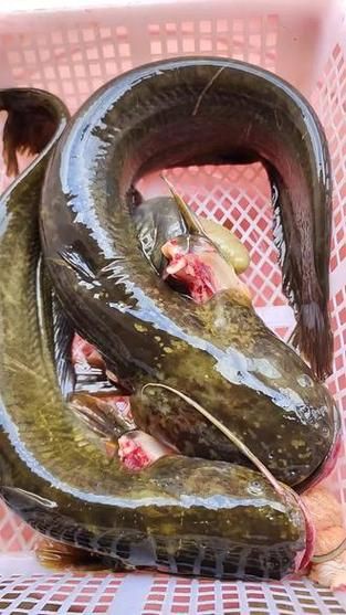 推薦一些高清的年魚圖片【高清年魚圖片大全覓知網(wǎng)被“誤解”最多的魚5元一斤少有人買】