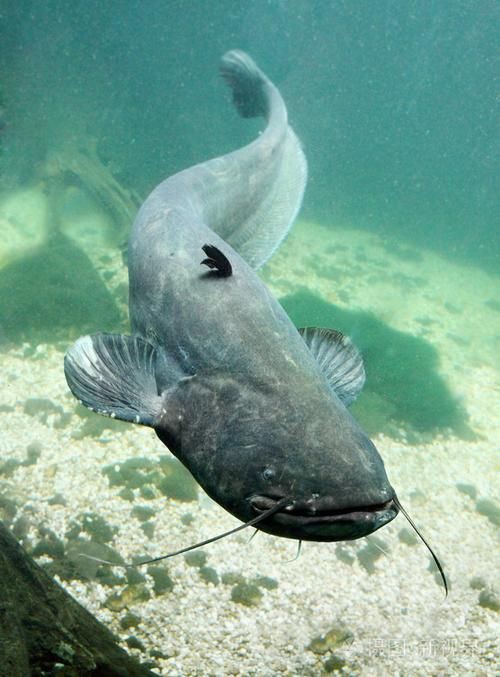 推薦一些高清的年魚圖片【高清年魚圖片大全覓知網(wǎng)被“誤解”最多的魚5元一斤少有人買】