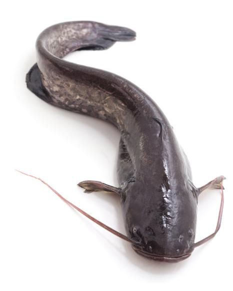 推薦一些高清的年魚圖片【高清年魚圖片大全覓知網(wǎng)被“誤解”最多的魚5元一斤少有人買】