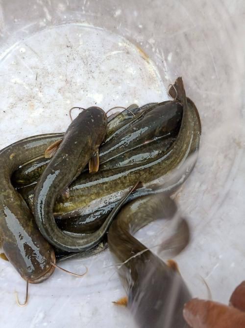 推薦一些高清的年魚圖片【高清年魚圖片大全覓知網(wǎng)被“誤解”最多的魚5元一斤少有人買】