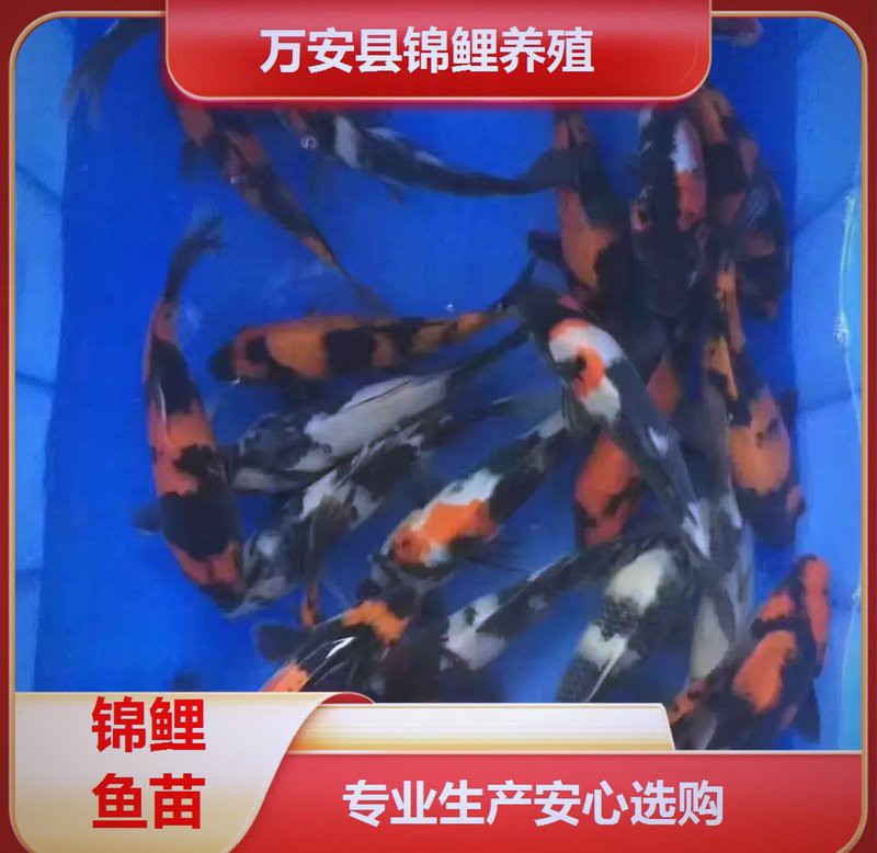 三明水族店【三明市三元區鑫歐記水族店】 三明水族店【三明市三元區鑫歐記水族店】 全國水族館企業名錄 第2張