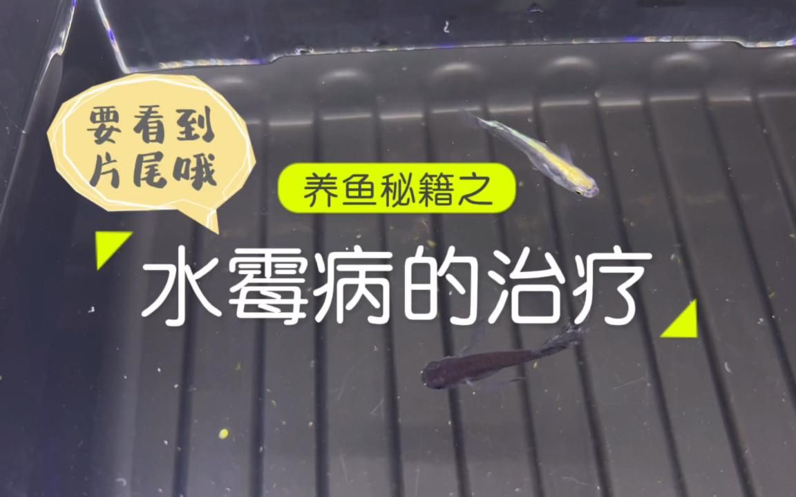 水霉病會傳染給其他魚嗎？【《水霉交叉感染》魚樂分享《水霉交叉感染》】